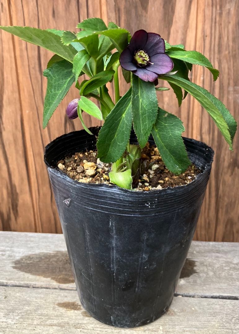 原種クリスマスローズ 開花株 クロアチカス交配 小輪 充実株 ポットの