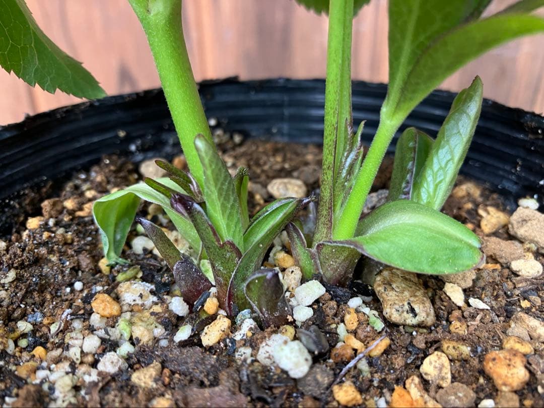 原種クリスマスローズ 開花株 クロアチカス交配 小輪 充実株 ポットの