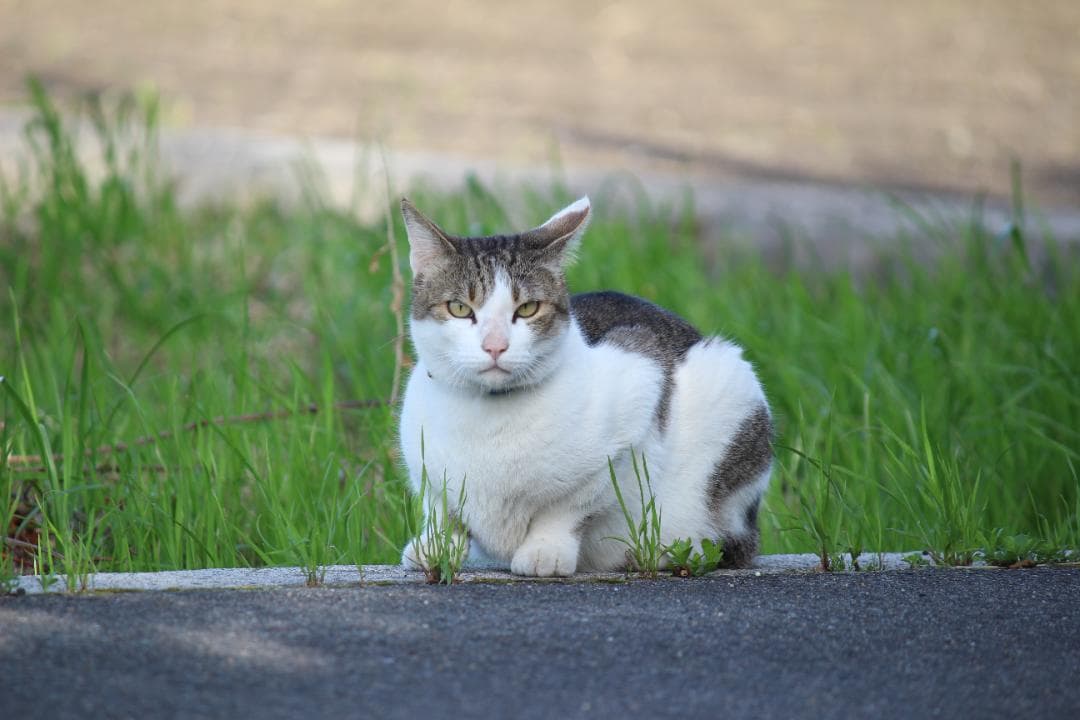 現状撮影OK❣️ Canon EF-S 55-250mm f/4-5.6 IS