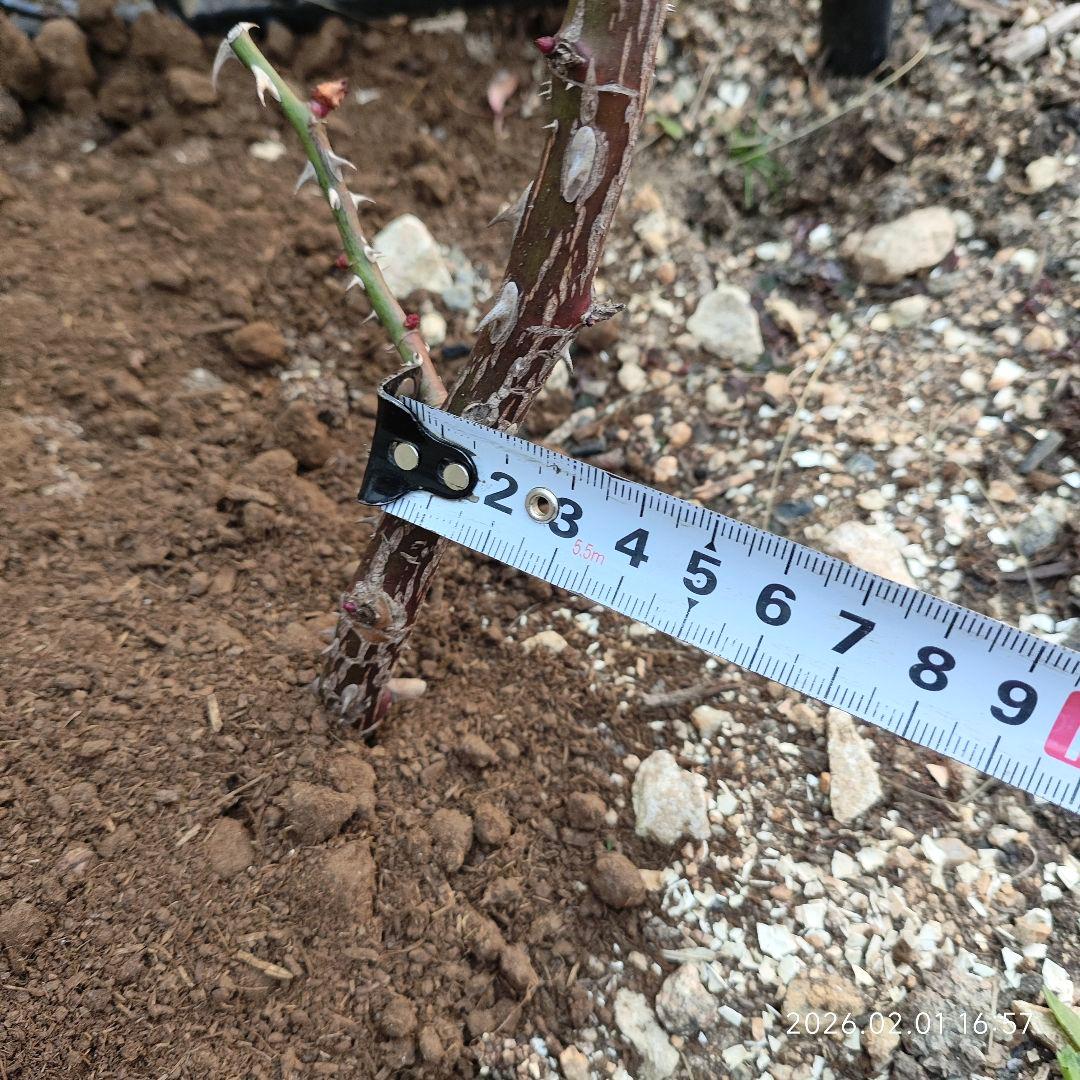 薔薇フロ○ンティー○ 抜き苗 1本