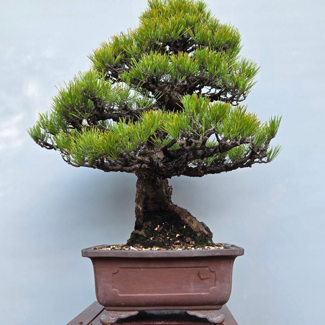 黒松 [模様木] 大品盆栽 - メルカリ