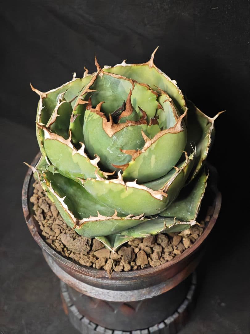 親株出品 アガベ チタノタ 破壊神ジャガーノート錦の通販はau PAY