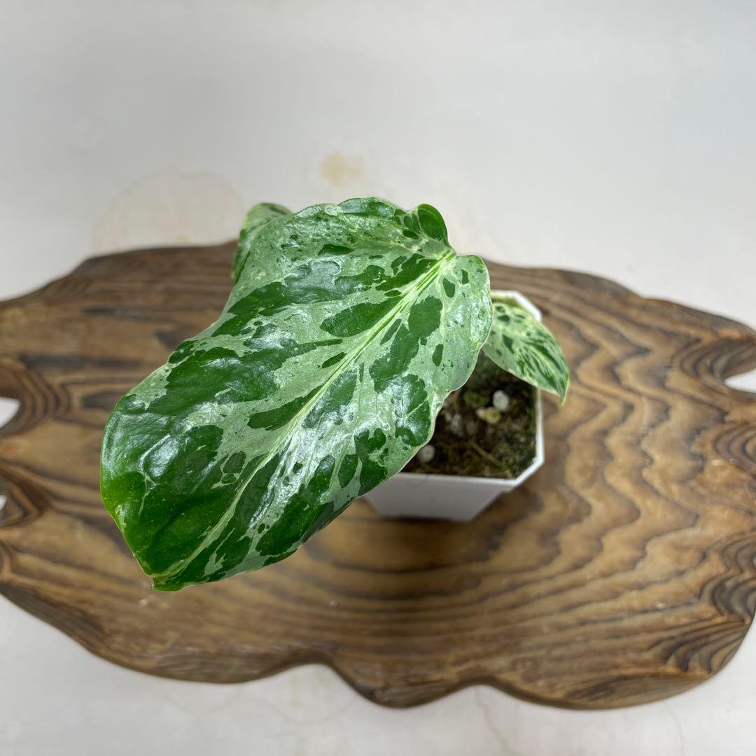 q 101品種保証斑入り保証！Bulbasaurモンステラ バルバソーフシギダネ