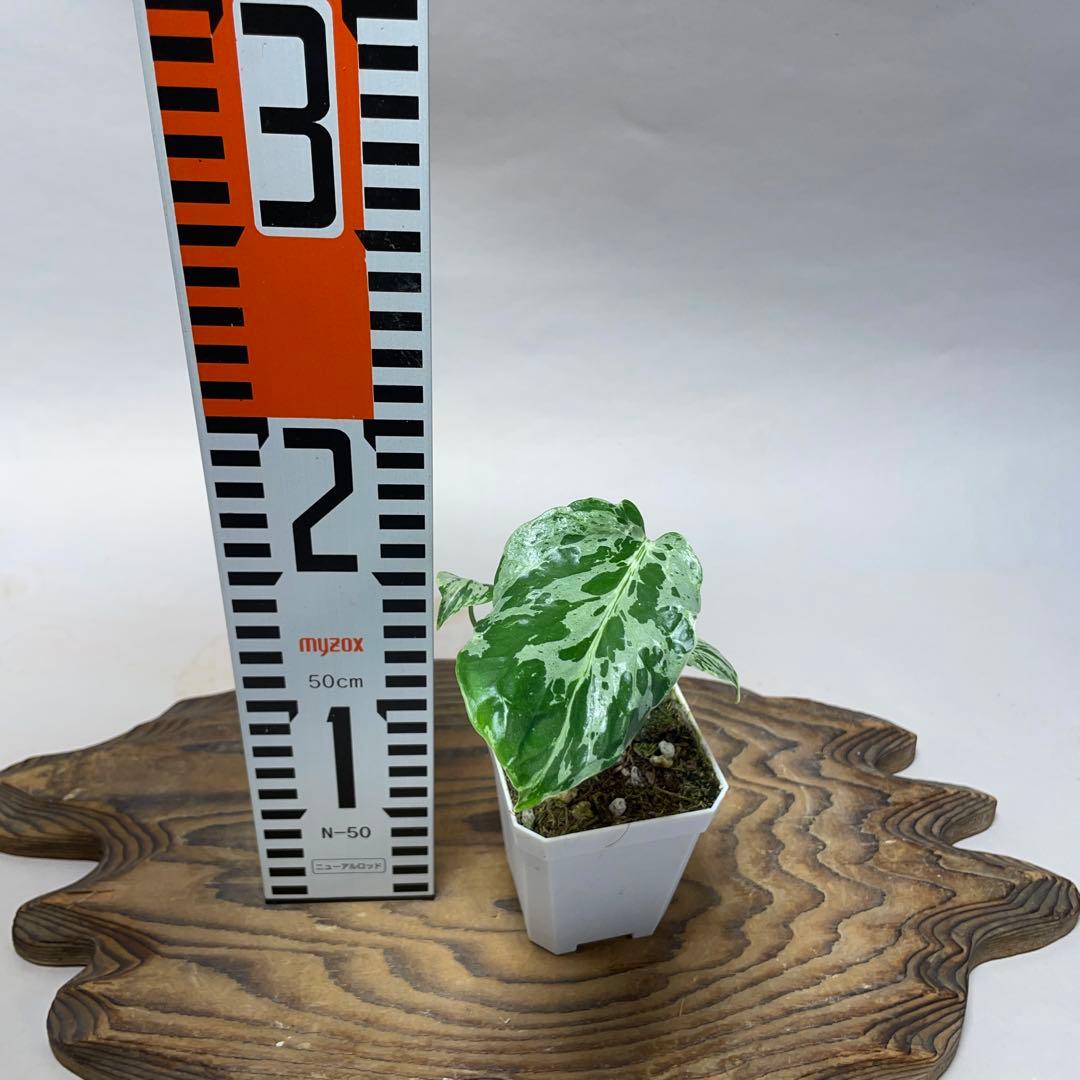 q 101品種保証斑入り保証！Bulbasaurモンステラ バルバソーフシギダネ