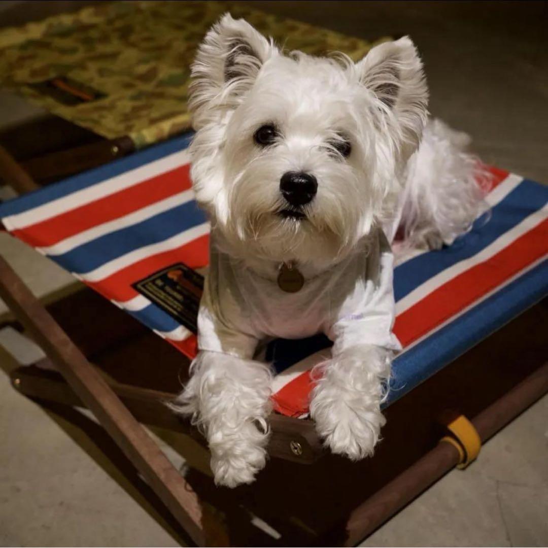 DOG COT ND ver. RETRO STRIPE Retro wave round dog bed – Dogguo.com