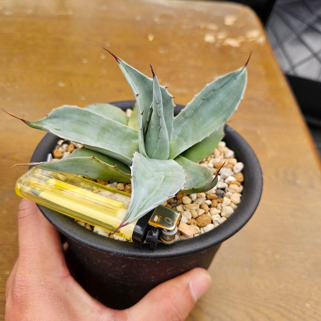agave アガベ オバティフォリア錦 sp 覆輪斑 ① - メルカリ