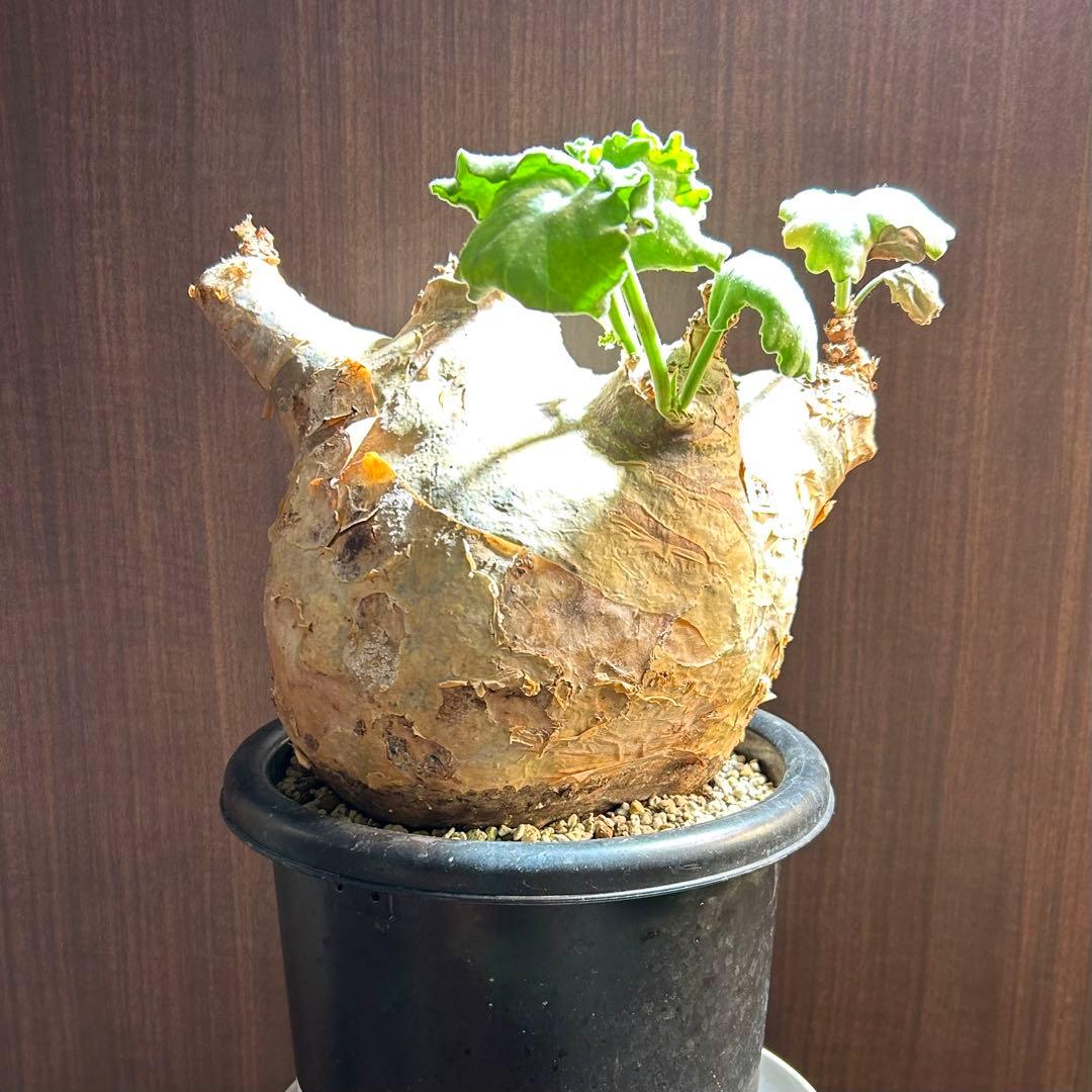 【まん丸大美株】キフォステンマ マクロプス 発根済 コレクション株 現地球 fit=scale-down,w=1200