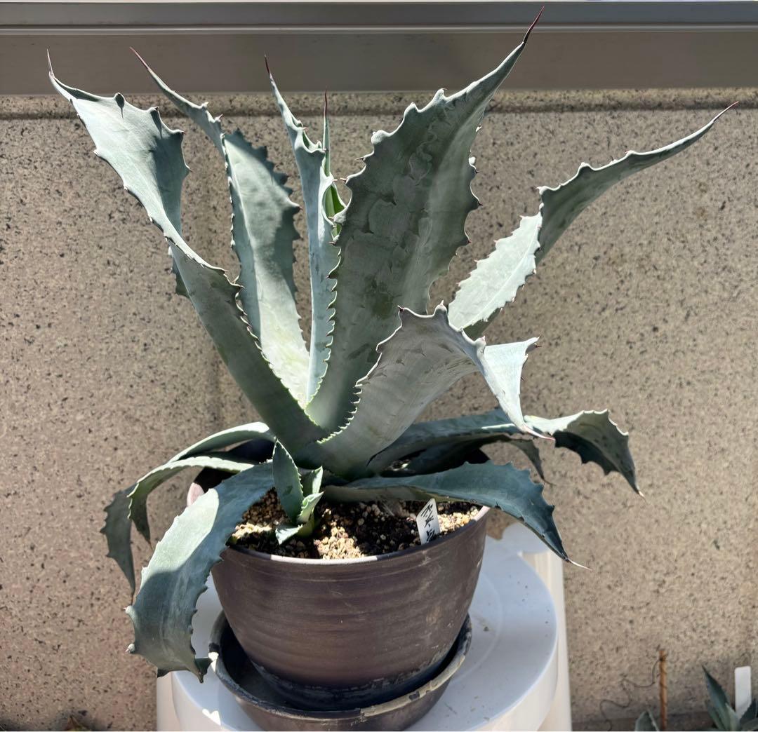 大型‼️アガベ プロトアメリカーナ ファンキートゥース 親株1点 耐寒性