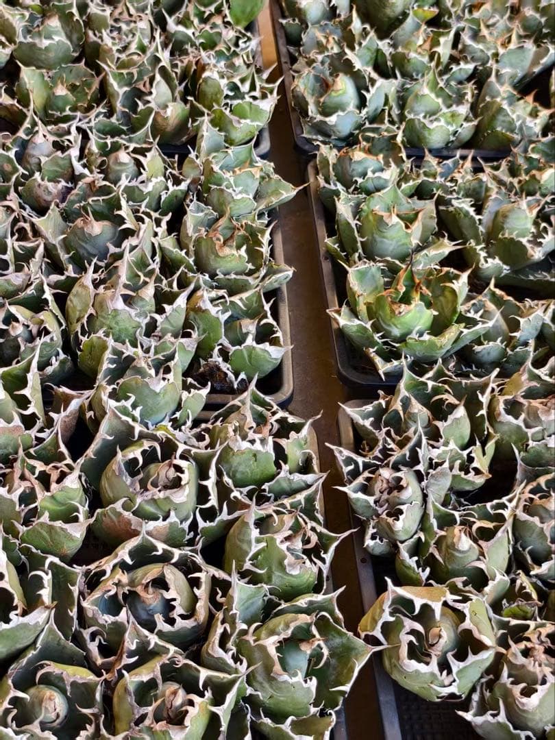 アガベ チタノタ 