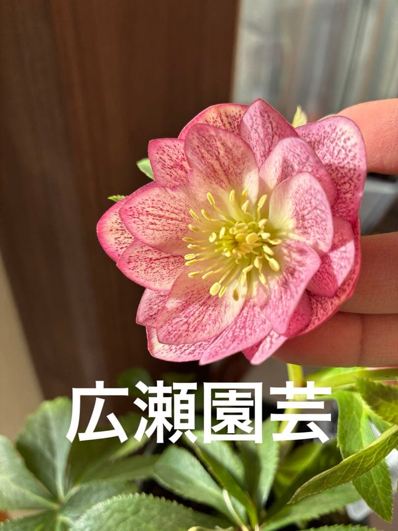 ♡広瀬園芸♡ ミストベイン ♡広瀬園芸♡ DDベビーピンクミストベイン ソレイユ系 - メルカリ