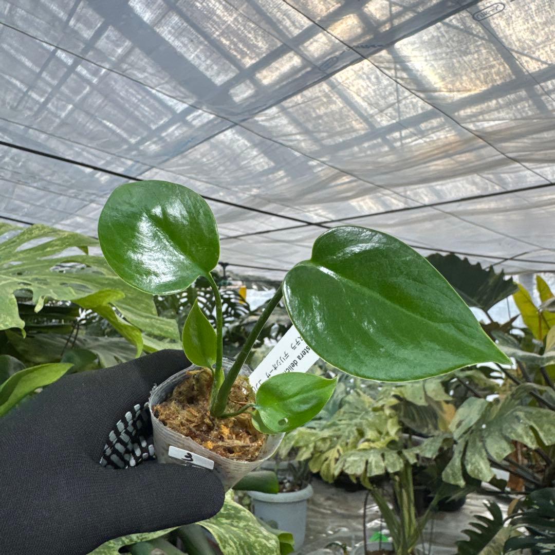 3モンステラ デリシオーサ コンパクタ 2寸ポリポット ネコポス発送
