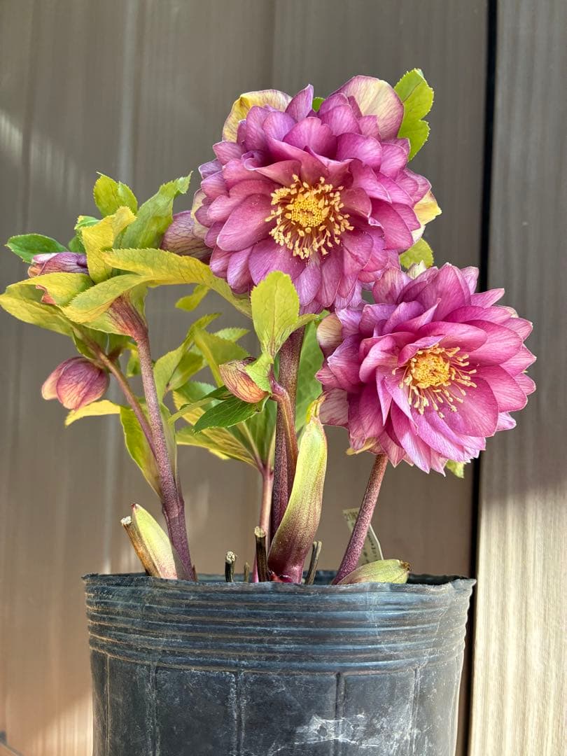 ♡加藤農園♡豪華ボリュームDDピンク白抜け横向き