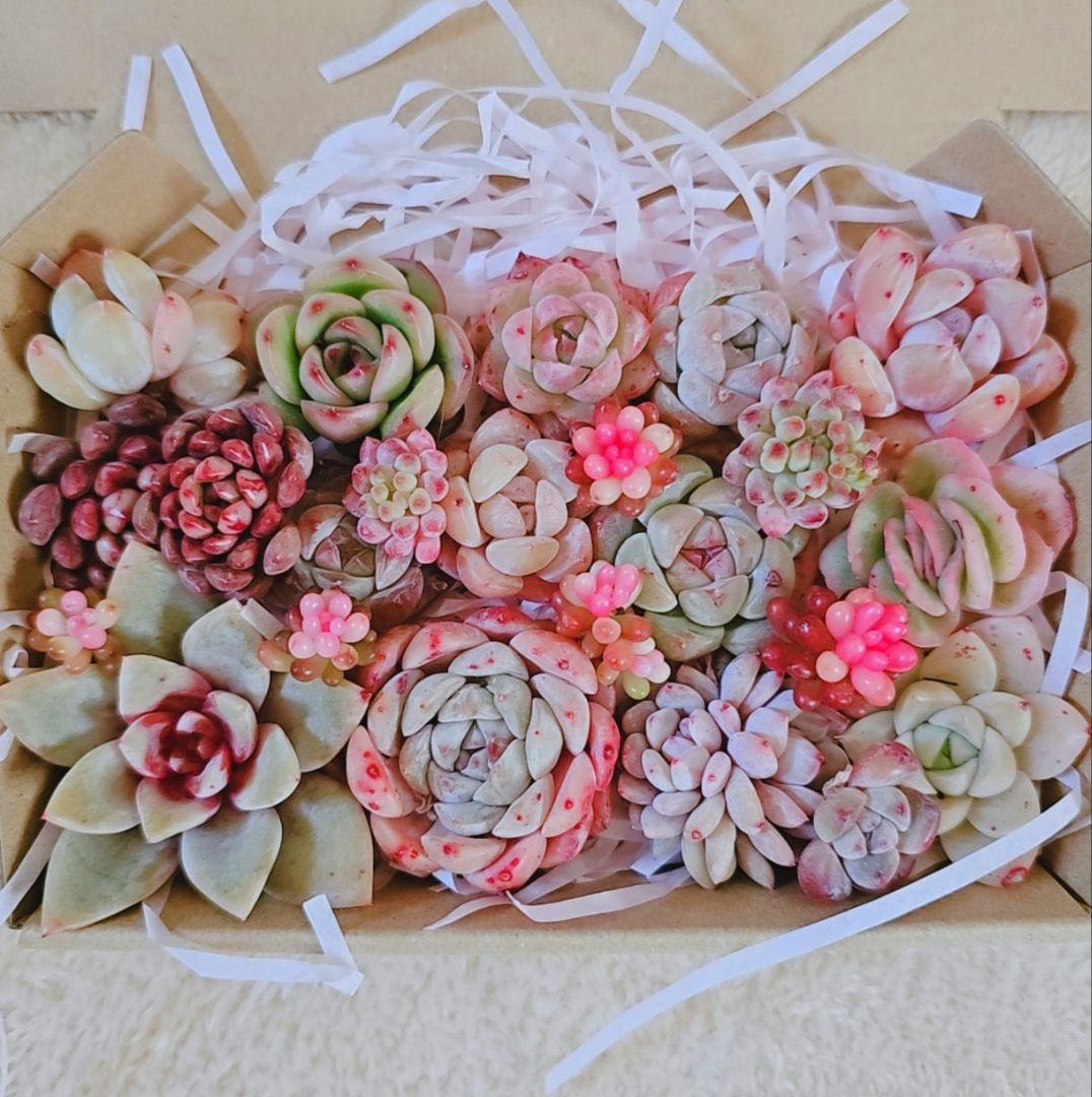 多肉植物 寄せ植えセット・カット苗セット - メルカリ