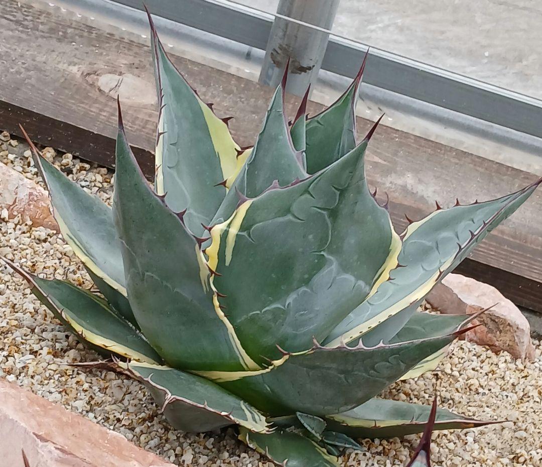 アガベ オバティサナ シースター錦 仔株 ③【良血統 選抜】検索 - メルカリ