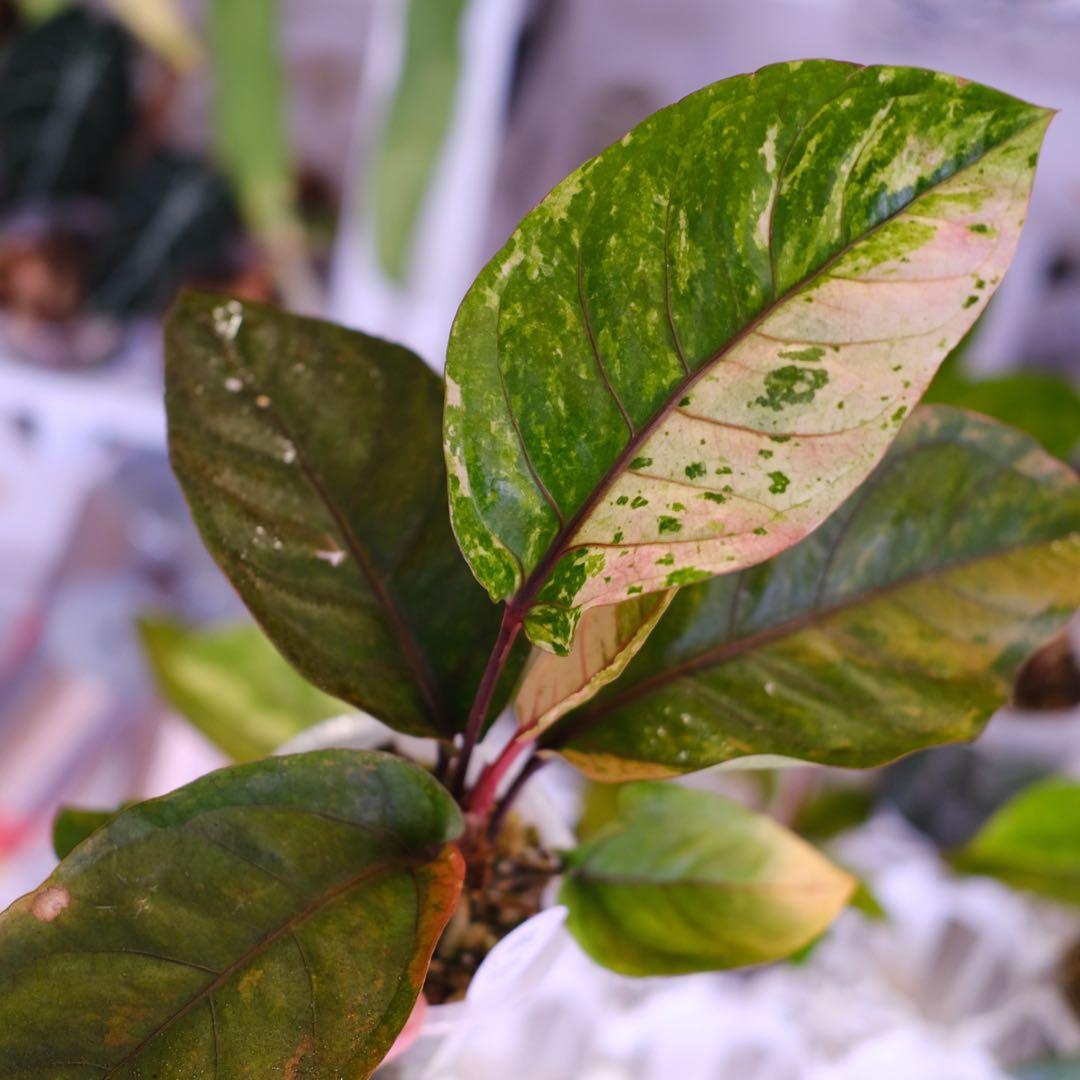 Anthurium Hookeri Sweeta Pink Polkadot ② Anthurium Hookeri Pink Variegated buy 5 free 1plant | eBay