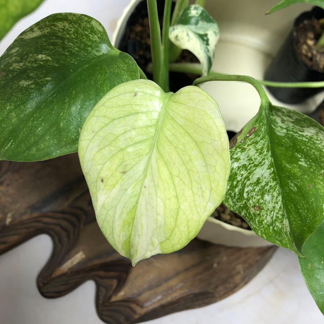 MS521 5株セット【特別選抜】ホワイトモンスター／天津蘭 モンステラ