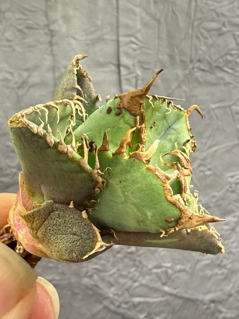 アガベ チタノタ 「星空」背棘 ブツブツ系 極上血統 特選株 - メルカリ