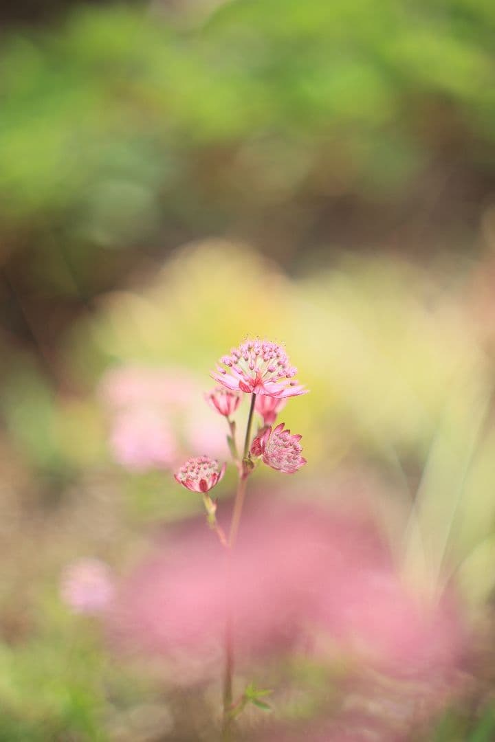 《希少》RICOH XR RIKENON 50mm F1.4 【美品】