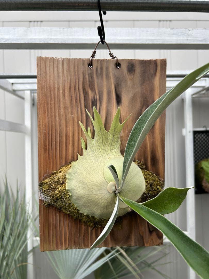 ビカクシダ ベイチーアーバンリバーveitchii 'Auburn River' - メルカリ