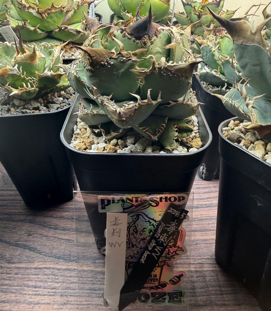 アガベ オテロイ MS-WV 麻花龍 ブツブツ オアハカ - メルカリ