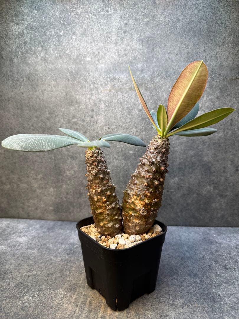 ユーフォルビア パキポディオイデス 現地球 発根済み 多頭 二頭 現20