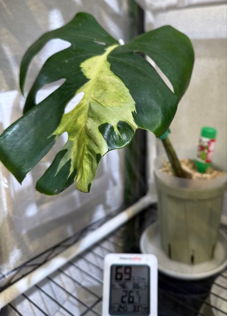 超希少激レア」モンステラ ホワイト ラヴァ デリシオーサ 切り込みあり