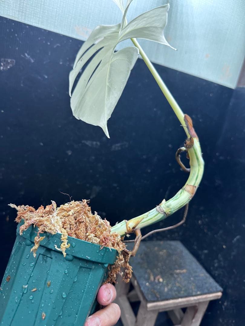 タ*サ様 斑入りモンステラ極上ホワイトタイガーフルムーン4号鉢植え発