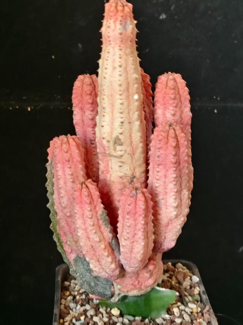 T*S様 ユーフォルビア アブデルクリ 'Damask' 多肉植物 サボテン 希 T*S様 ユーフォルビア アブデルクリ 'Damask' 多肉植物 サボテン 希