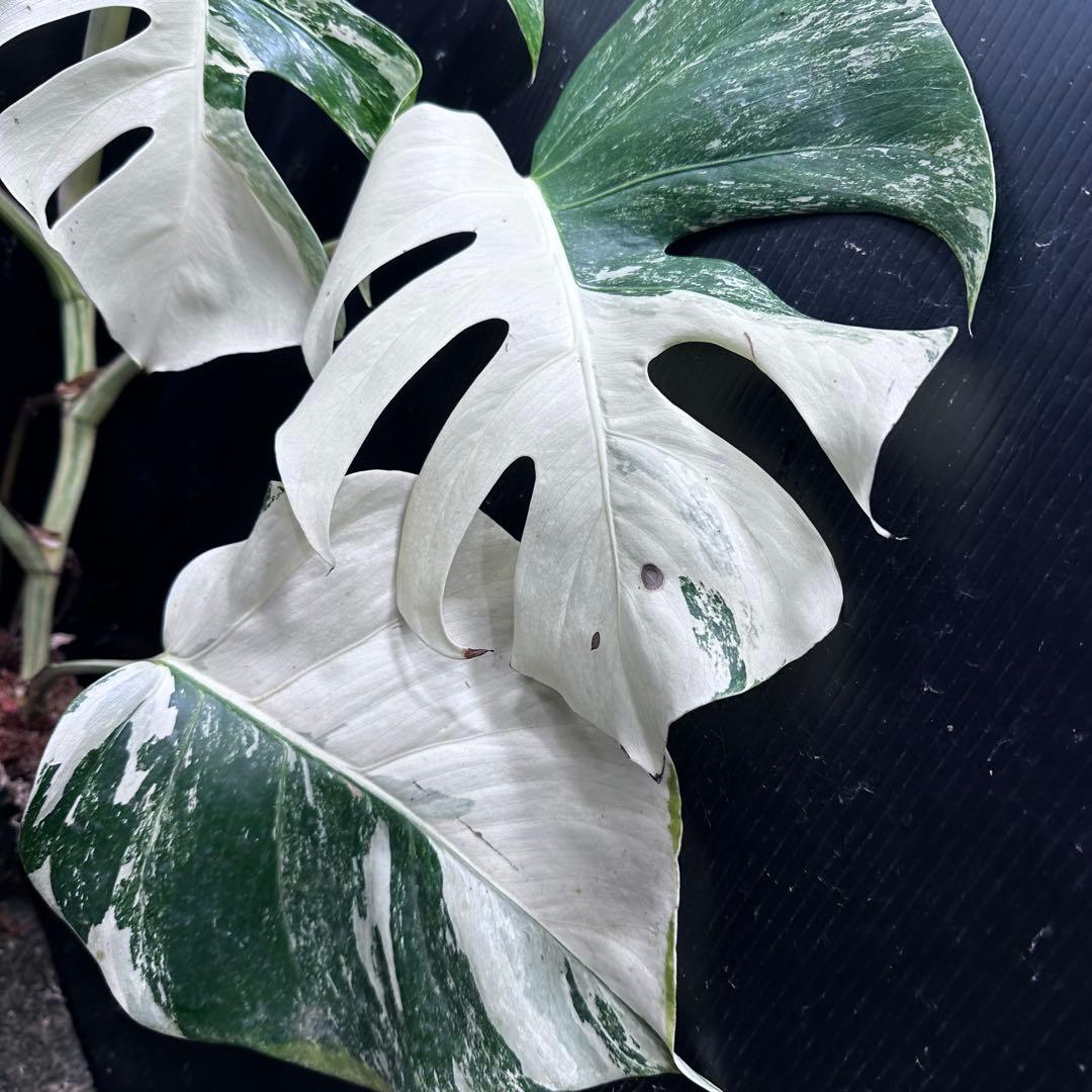 葛*湯様 斑入りモンステラ ホワイトタイガー極美大株59cm白斑多 - メルカリ