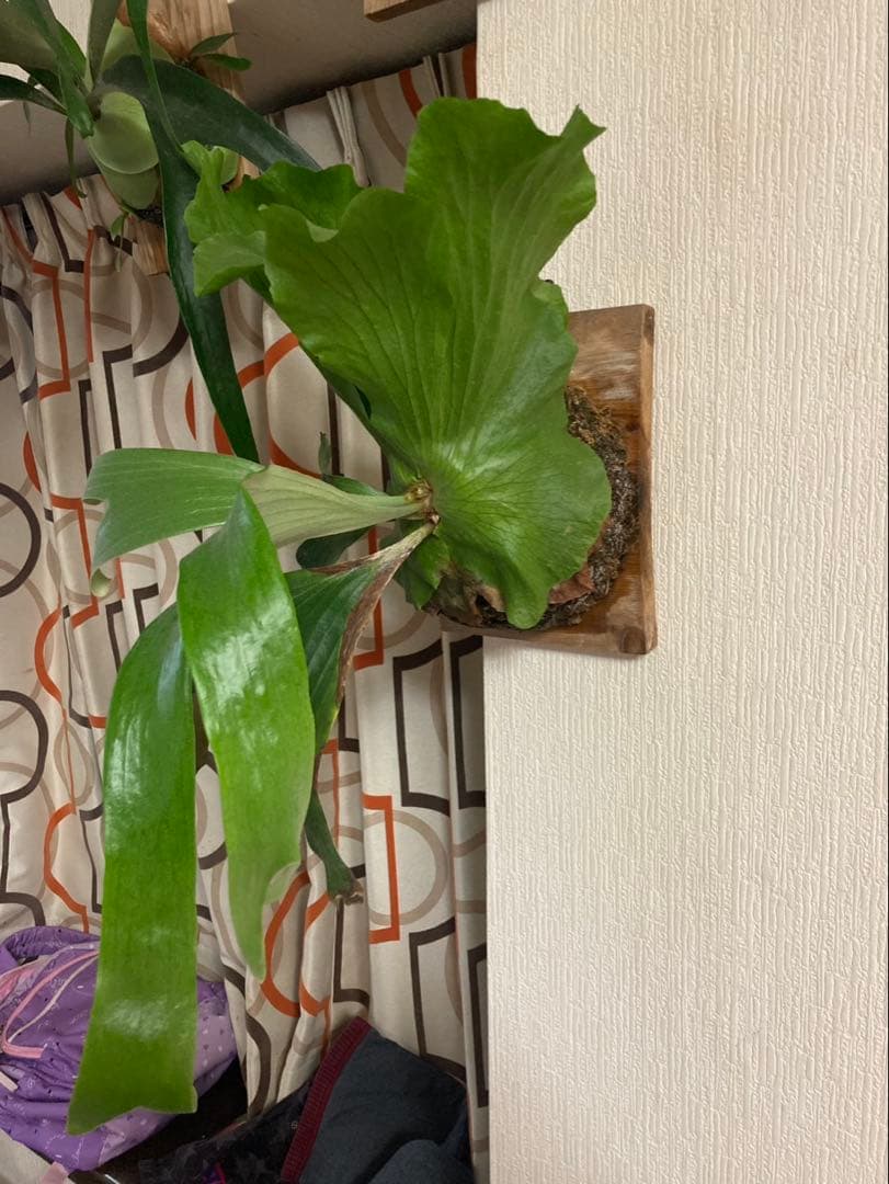 ステマリア 楽天市場】【最大2000円クーポン4日から】Lego Star Wars Tm Hailfire