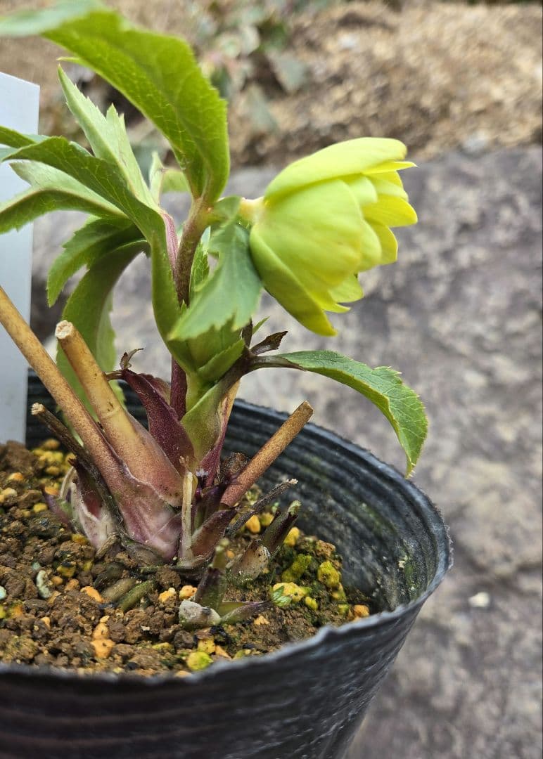 未株分 グリーニッシュオーレア 玉 ギョク クリスマスローズ 大木 大木