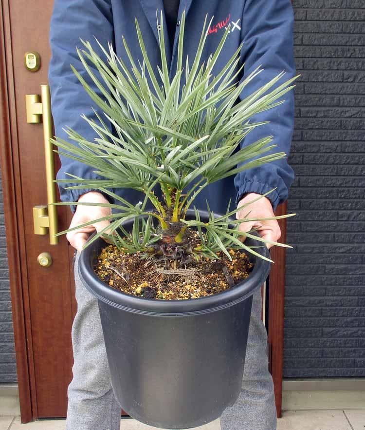 現品】チャメロプス・フミリス・セリフェラ/シルバーリーフ 9号 M8番