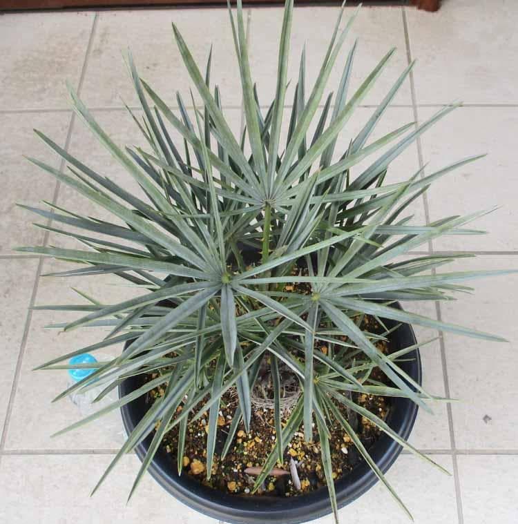 現品】チャメロプス・フミリス・セリフェラ/シルバーリーフ 9号 M8番