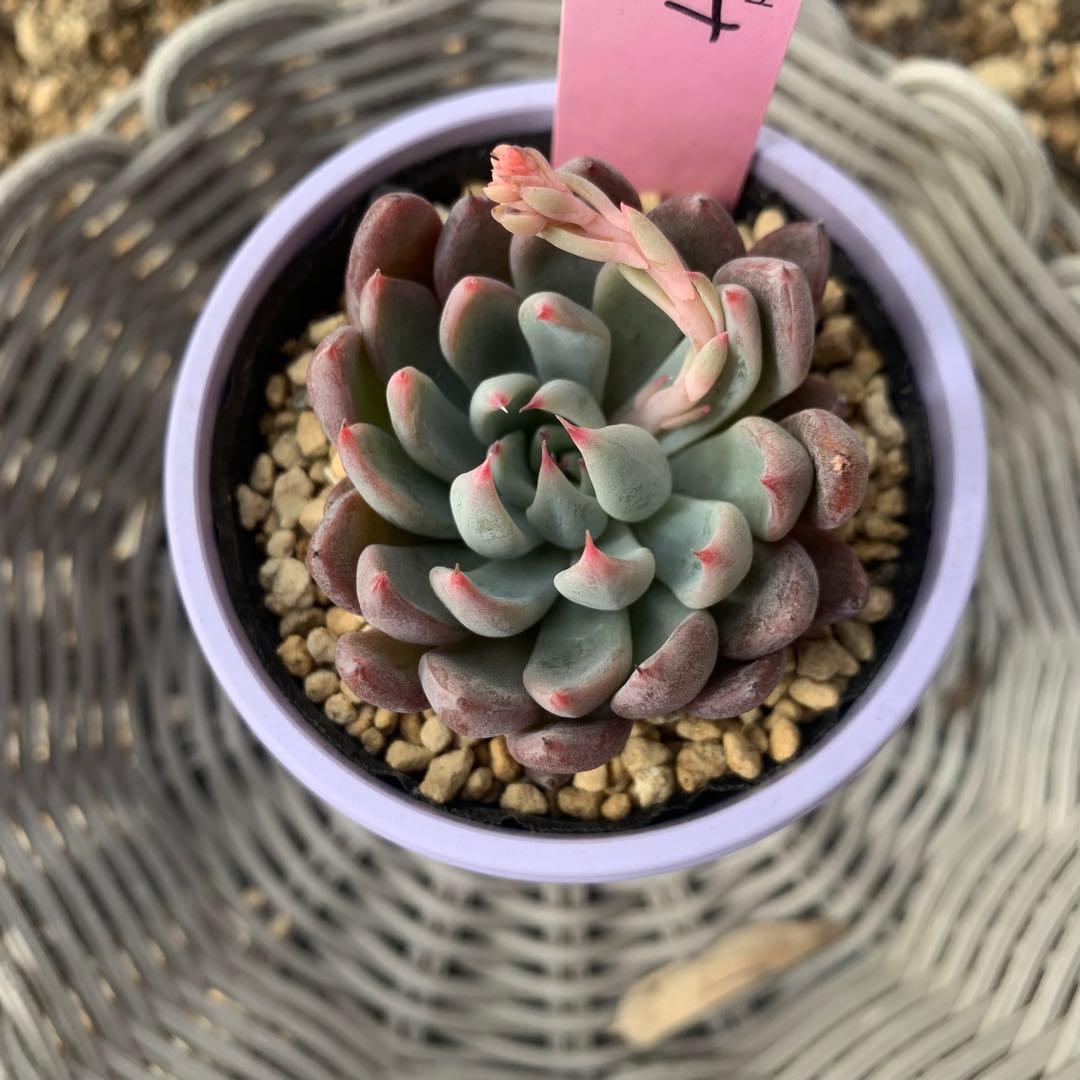 ルイパパ苗　ルイママ　中里リンゼアナ　× 青鬼　札付き