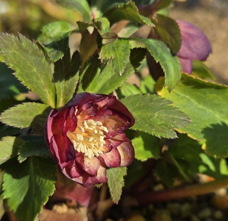 未株分 ブラウンミスティークdd クリスマスローズ 大木ナーセリー