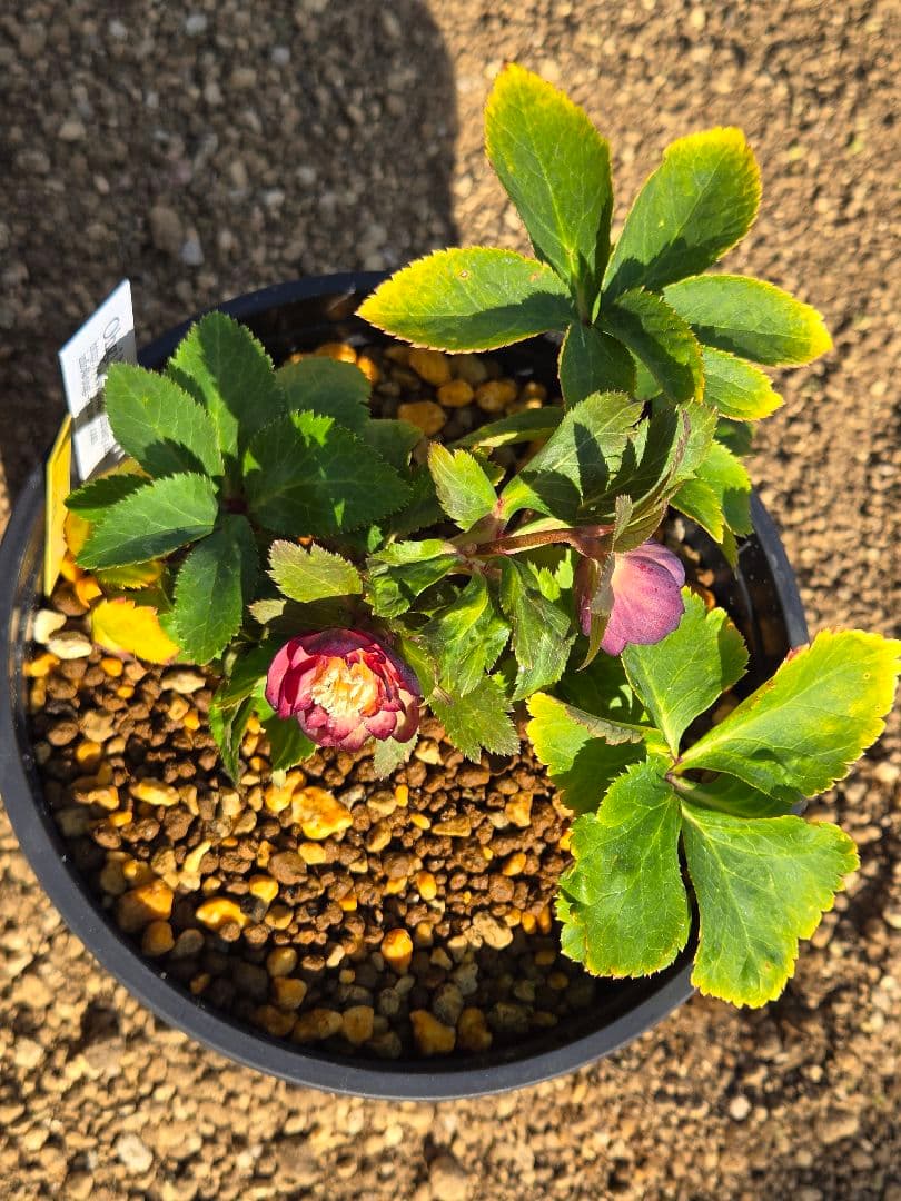 未株分 ブラウンミスティークdd クリスマスローズ 大木ナーセリー