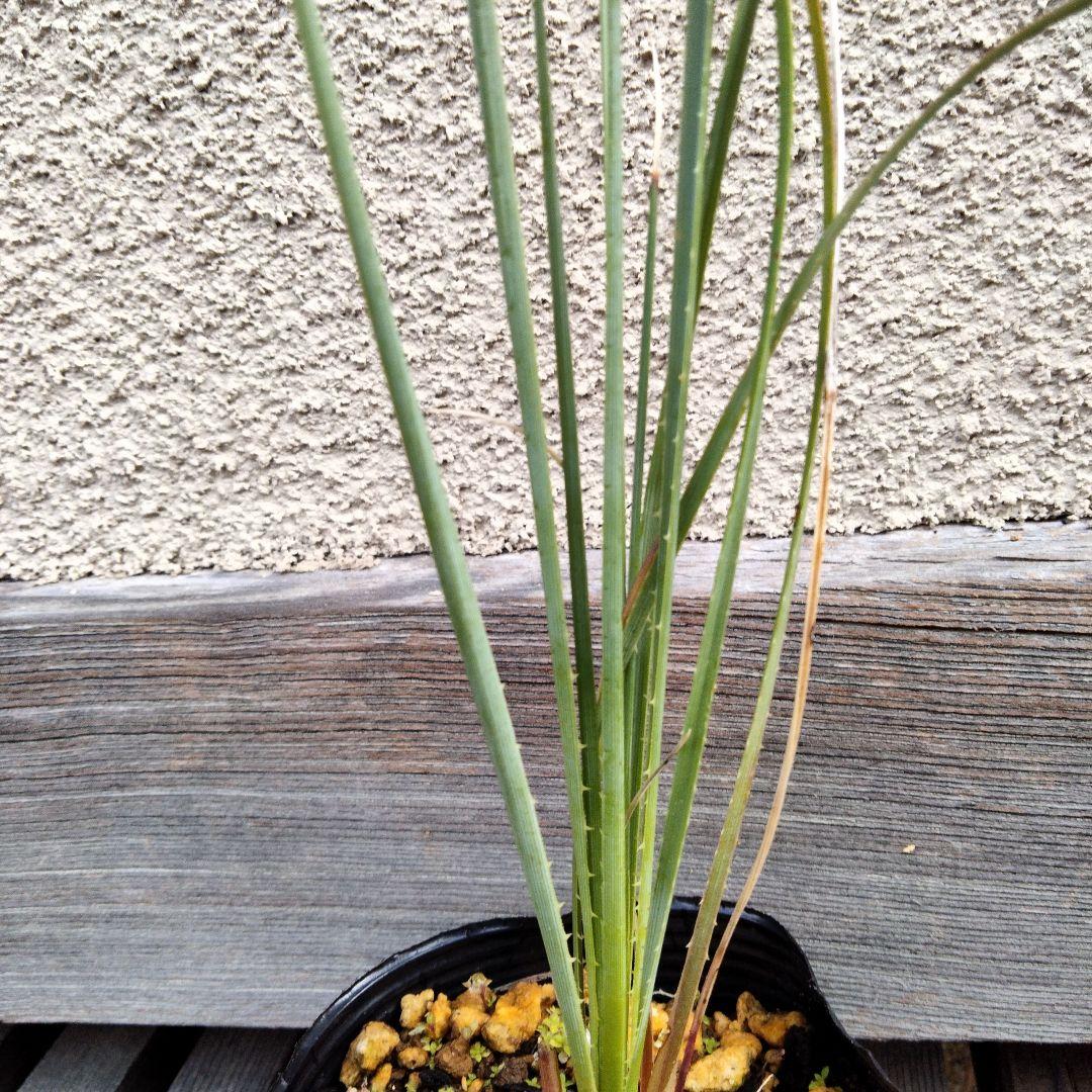 ダシリリオン グラウコフィラム 1株 抜き苗 No.1 ドライガーデン