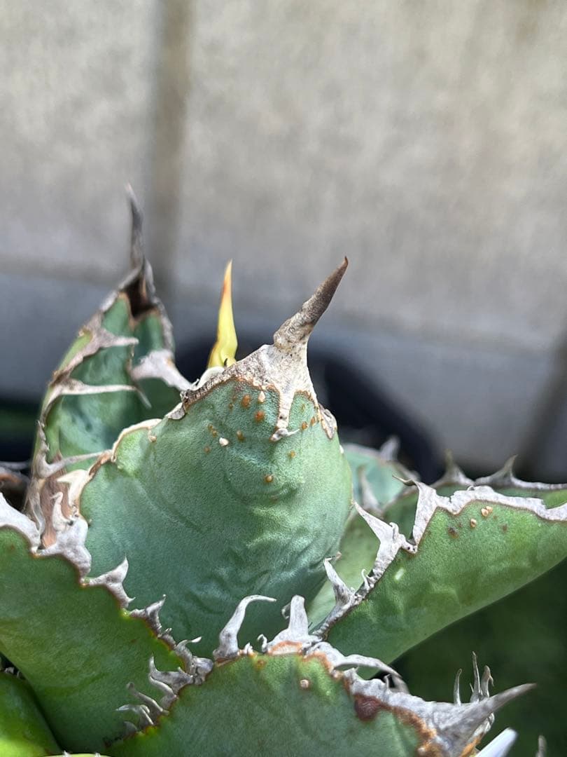 アガベ チタノタ 麻花龍（マカロン）Lize産 ムチプリ / 星空 金蟾 痘痘