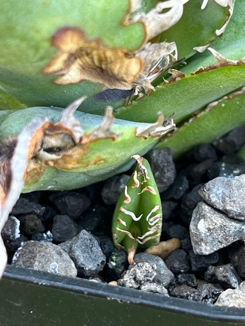 アガベ チタノタ 麻花龍（マカロン）Lize産 ムチプリ / 星空 金蟾 痘痘