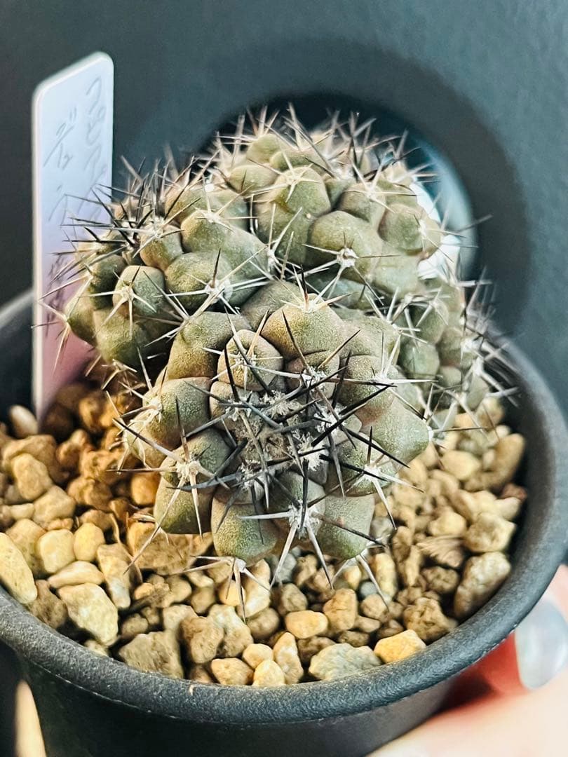 ✨現物①点限り✨超激レア✨黒棘 デュラ接降群生 コピアポア 抜き苗