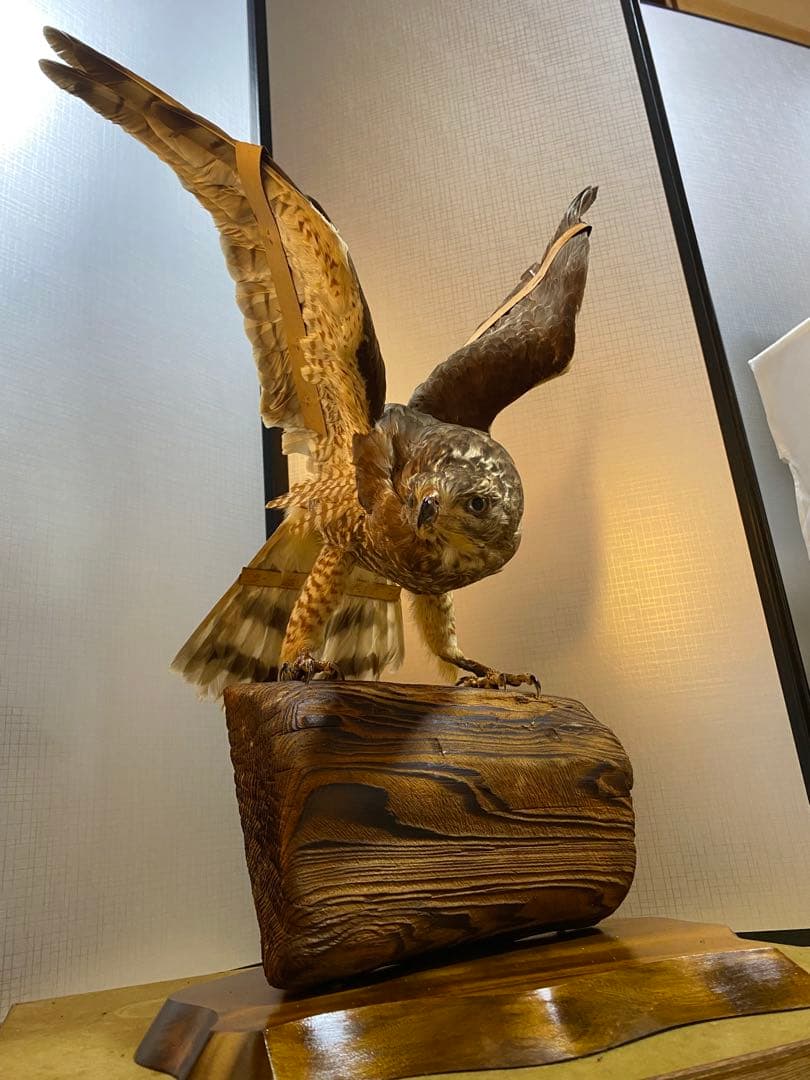 きよ様専用】鷹 剥製 - メルカリ
