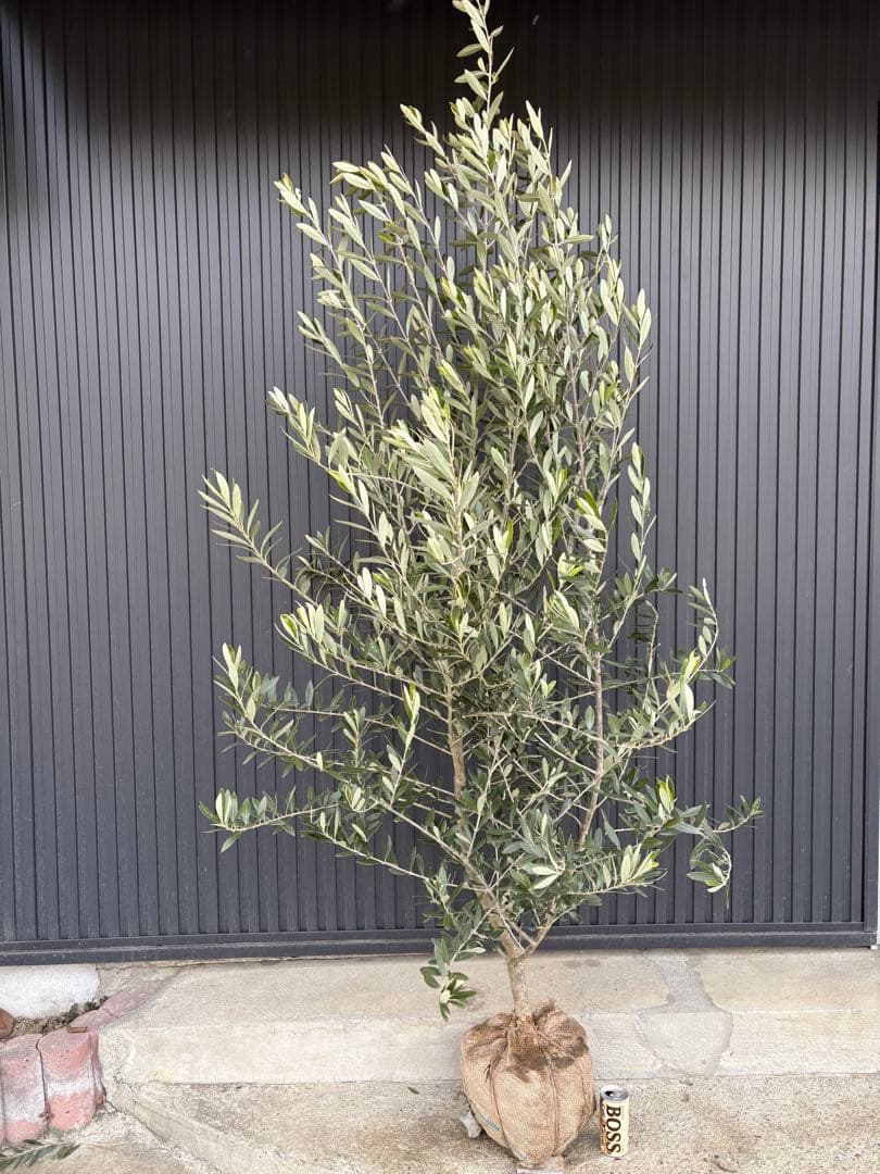 □オリーブ□シプレッシーノ□シンボルツリー□ ボリューム株□②