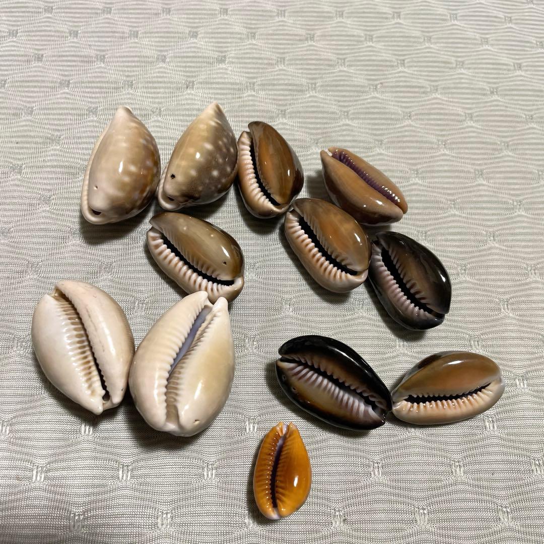貝殻標本】山口県産 タカラガイ 宝貝 - メルカリ