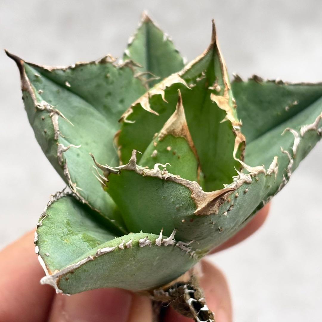 アガベ・チタノタ・氷雹【特選】スーパーコンパクト・低重心