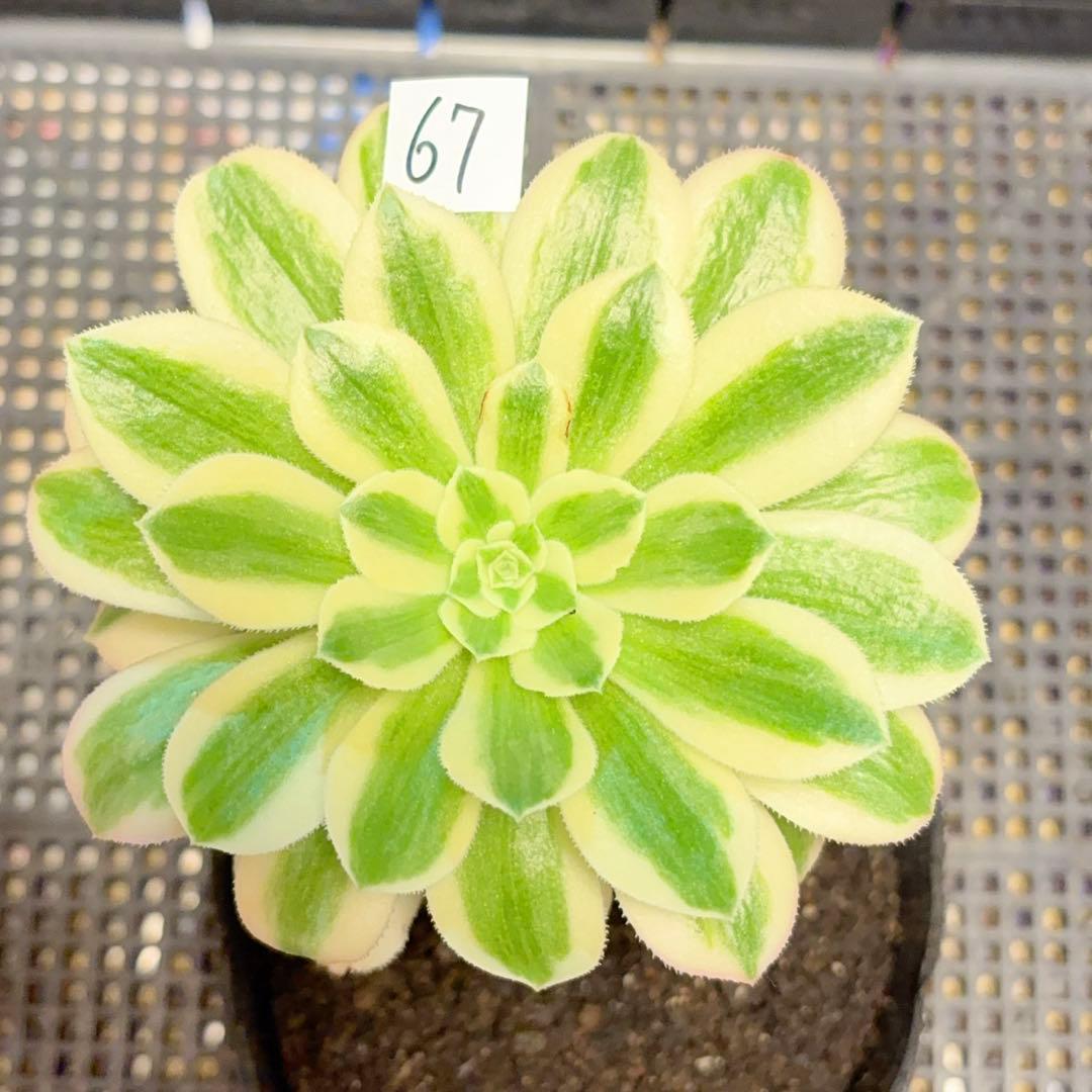 67 #観葉植物❤️アエオニウム錦❤️ マイバッハ ❤️ 1大頭2子芽10cm