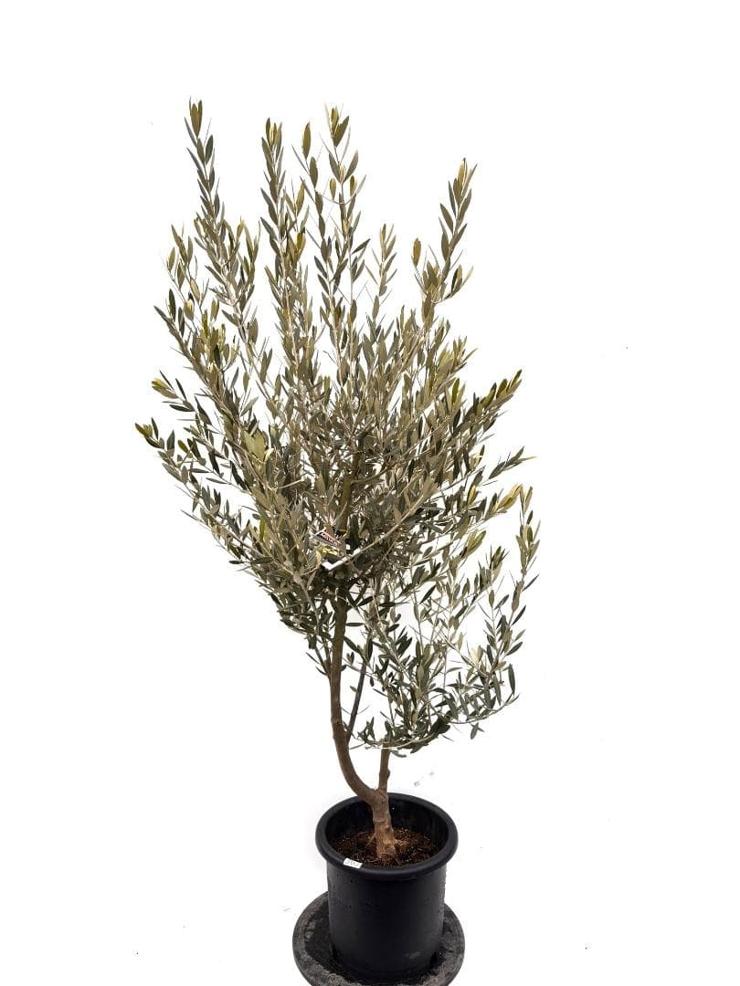 オリーブの木 ミッション 10号 約180cm K-363 人気品種 現品掲載