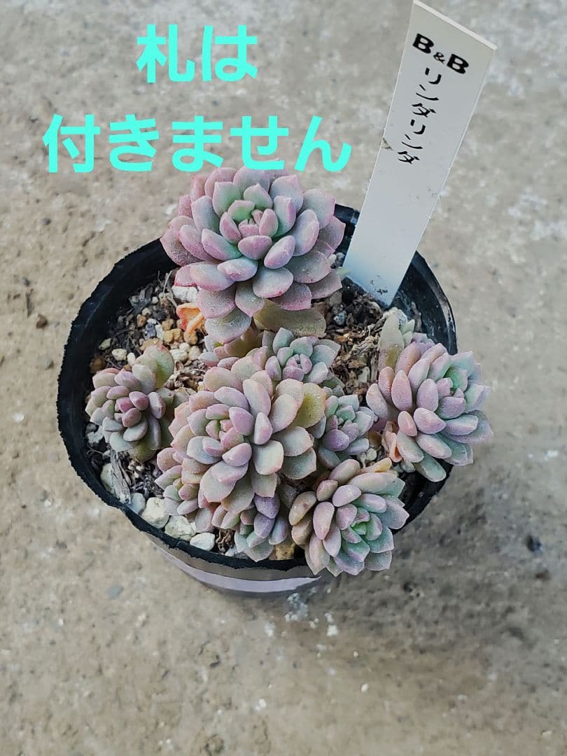 ぼのぼのさん苗 リンダリンダ 抜き苗 - メルカリ