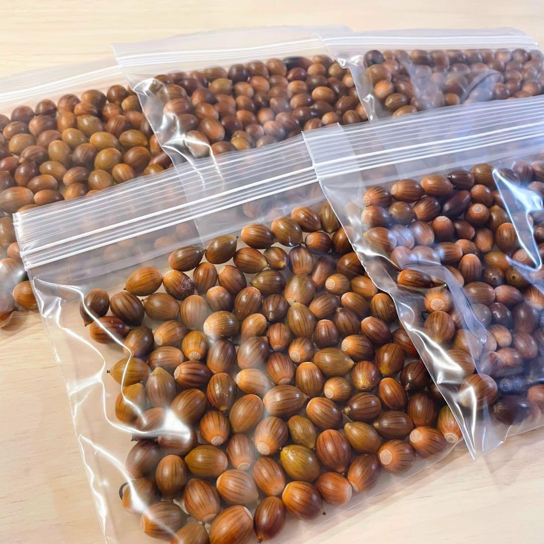 どんぐり 100個 2月採取 水洗い 煮沸処理 陰干し 砲弾型 磨き 即日発送