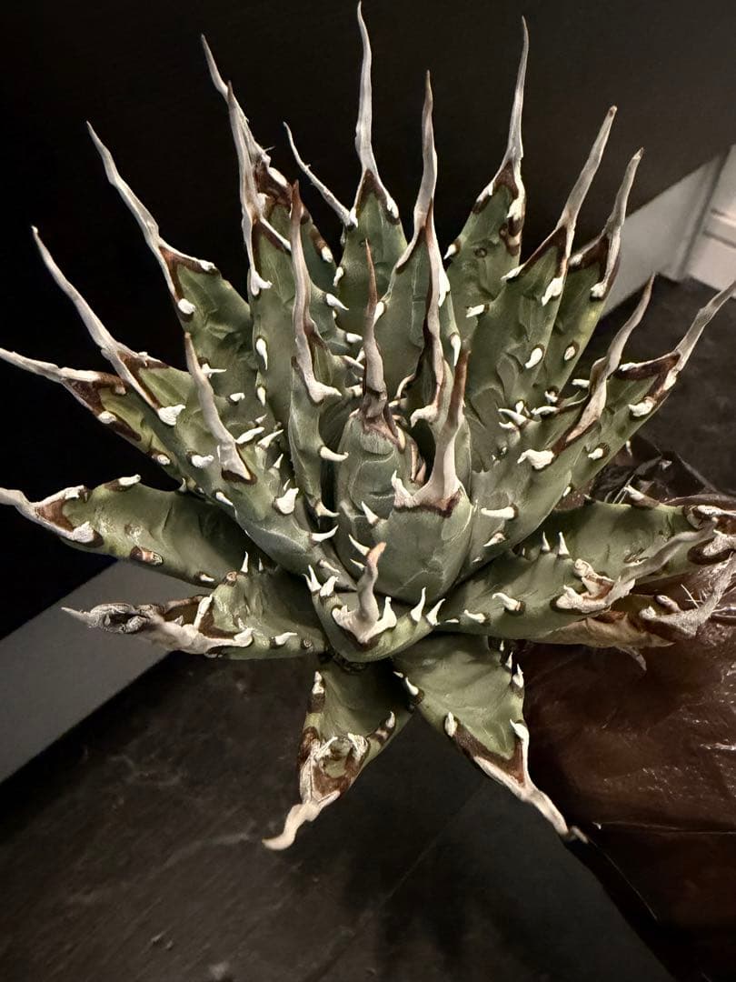 耐寒性アガベ エボリスピナ陽炎◇多肉サボテン ユタエンシス チタノタ