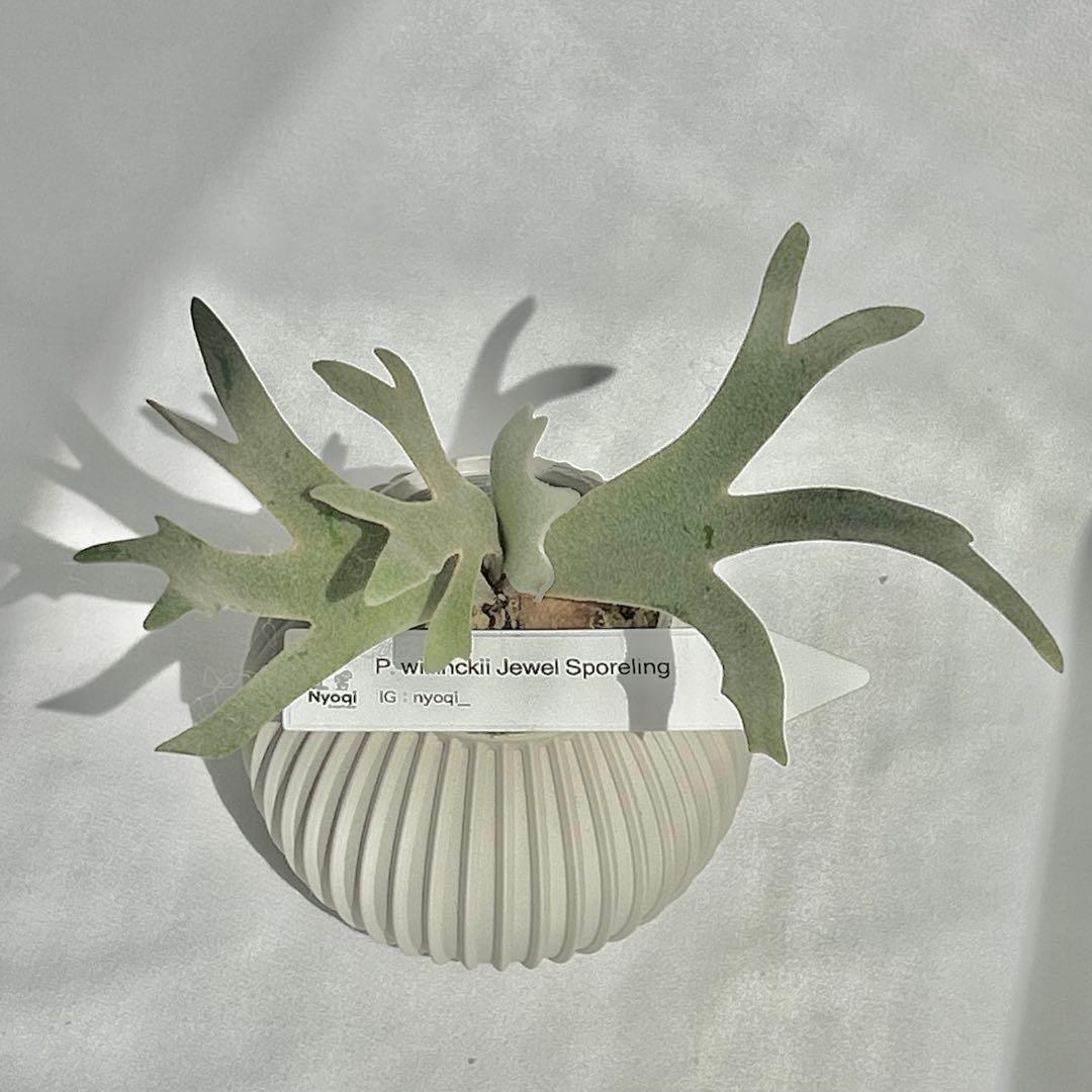 メルカリ便】P. willinckii Jewel Sporeling【93】 - メルカリ